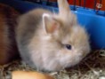 /album/les-races-de-lapins/lapin-toy-jpg/